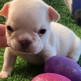 Rip - White male Bulldog puppy in Seneca, South Carolina from Burrell’s Bulldog Kingdom