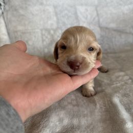 Boy 1 - Red male Dachshund puppy in Stamford, Texas from West Texas Miniature Dachshunds