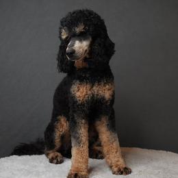 Picasso - Poodle