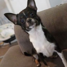Bichon Frises and Chihuahuas from Carly Parker