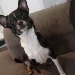 Bichon Frises and Chihuahuas from Carly Parker