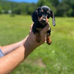 Mila - Black and tan female Dachshund puppy in Milroy, Pennsylvania from Not Your Average Weiner