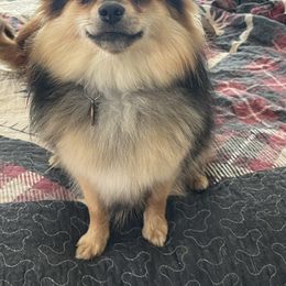 Cabella - Pomeranian
