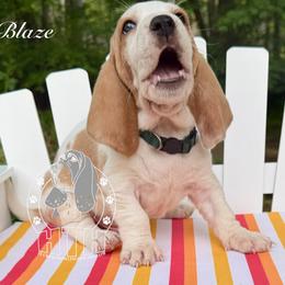 Blaze - Red and white male Basset Hound puppy in Dingess, West Virginia from Tuckers' Howling Hounds