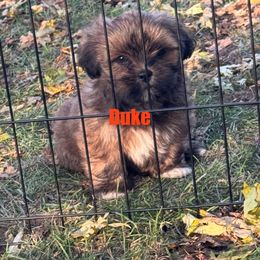 Duke - Red gold male Lhasa Apso puppy in Snover, Michigan from Lhasa Fur Life