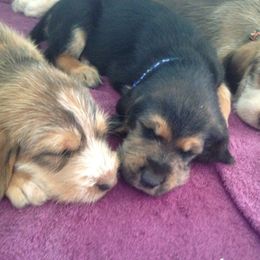 Otterhound Puppies from Blue Fairy Otterhounds