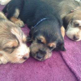 Otterhound Puppies from Blue Fairy Otterhounds