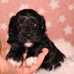 Black female - Black female Havapoo puppy in Grants Pass, Oregon from Oregon Valley Doodles