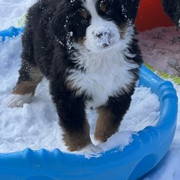 Bernese Mountain Dog Puppies from Breaking Trail Berners