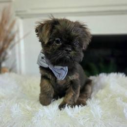 Gunner - Brindle male Shih Tzu puppy in Smithville, Georgia from The Luckie Puppy