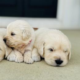 Boy 5 - Light golden male Golden Retriever puppy in Piqua, Ohio from Golden’s of Remington Fields