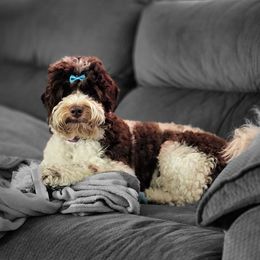 Ibiza - Australian Labradoodle