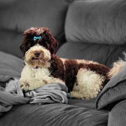 Ibiza - Australian Labradoodle