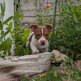 Orville - Chocolate and white male Teddy Roosevelt Terrier puppy in Carpenter, Wyoming from Wabbitfire Teddy Roosevelt Terriers
