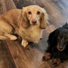 Dachshunds from Nelson's Dachshunds