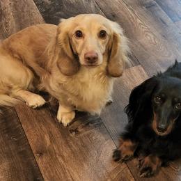 Dachshunds from Nelson's Dachshunds