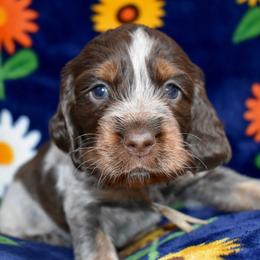 Tennessee - Liver white and tan female English Springer Spaniel puppy in Chapmansboro, Tennessee from Balthrop Bend Farms