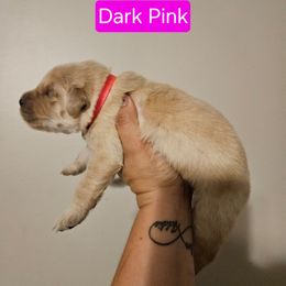 Girl 1 - Golden female Golden Retriever puppy in Hamilton, Mississippi from Keller's Retrievers