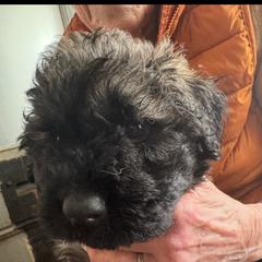 Sleeping Lady's Bouviers - Boy 2 - Brindle Bouvier des Flandres puppy in Anchorage, Alaska from Sleeping Lady Bouviers