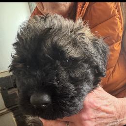 Sleeping Lady's Bouviers - Boy 2 - Brindle Bouvier des Flandres puppy in Anchorage, Alaska from Sleeping Lady Bouviers