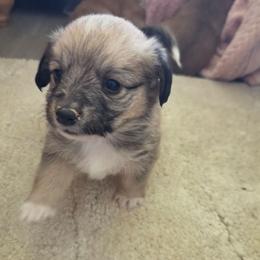 Toast - male Corgipoo puppy in Ellensburg, Washington from Dawn to Dusk Cockapoos