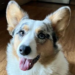 Cardigan Welsh Corgis and Pembroke Welsh Corgis from Dinger’s Dogs