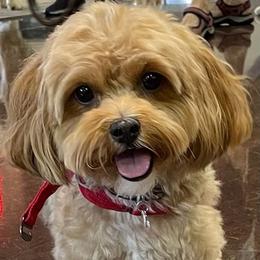 Havanese from Victoria's Havanese