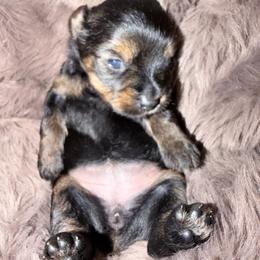 Girl 1 - Black and tan female Yorkshire Terrier puppy in Richland County, South Carolina from Nesha's Pawrific Tails