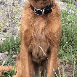 Golden Retrievers from Dove Creek Golden Retrievers