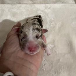 Boy 5 - male Australian Shepherd puppy in Dundee, Ohio from Aussies Of Circle H