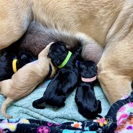 Yellow collar female - Black female Labrador Retriever puppy in Sandpoint, Idaho from Allen Sunnyside AKC Labs
