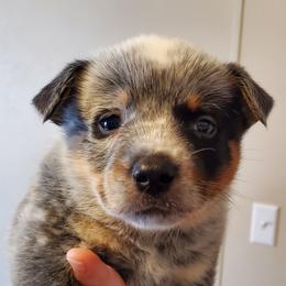Half mask with eye liner - Blue speckled male Australian Cattle Dog puppy in Lenoir, North Carolina from Blue Coyote Ranch