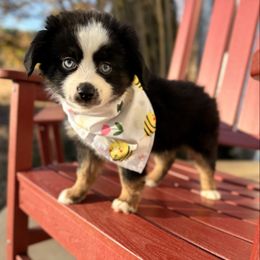 John Wick - Black tri male Miniature Australian Shepherd puppy in Buchanan, Georgia from Stanleyville Farm Mini Aussies