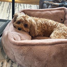 Sunny - Cavapoo
