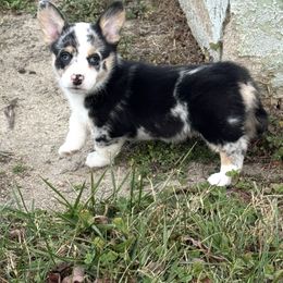 Roxy - Blue merle and white female American Corgi puppy in White Hall, Maryland from Folly Acres Corgis