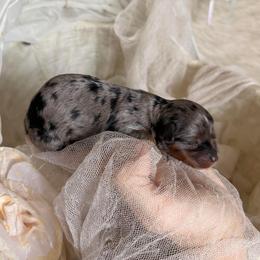 Iinka Venus - Merle female Cavapoo puppy in Tucson, Arizona from Cavapoo Puppy Parade