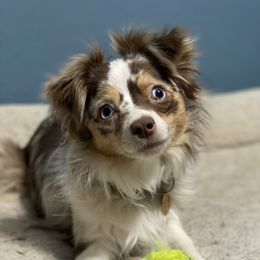 Zoë - Toy Australian Shepherd