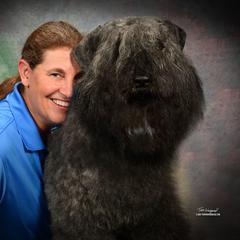 Ike - Bouvier des Flandres