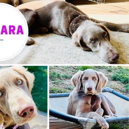 Samara - Long Haired Weimaraner puppy from Heavenly Longhaired Weimaraner’s