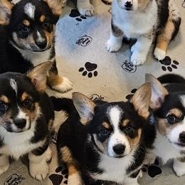 American Corgis and Pembroke Welsh Corgis from Clarence Corgis