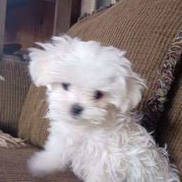 Maltese Puppies from Maltese Colorado