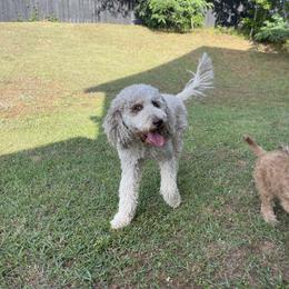 Golden Aussiedoodle and Goldendoodle Puppies from Law Doodles of SC