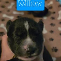 Willow - Black and white female Siberian Husky puppy in Meridian, Mississippi from JJ's Huskies