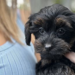 Goldendoodles and Yorkipoos from Annette Patterson