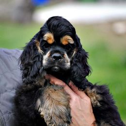 Cocker Spaniel Puppies from Belive in Dreams Cockers