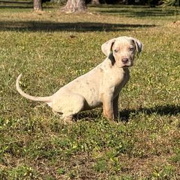 Kit Kat - Merle female Great Dane puppy in Florida from Beachside Kennels