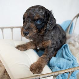 Oliver - Merle male Goldendoodle puppy in Holly Springs, Georgia from Libby Lou’s Goldendoodles