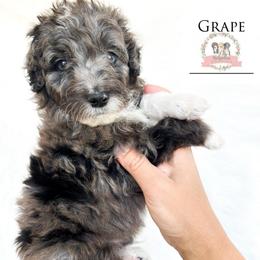 Grape Soda - Blue merle male Aussiedoodle puppy in Corydon, Indiana from Ridgeline Doodles