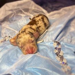 Prince Charming - Dapple male Dachshund puppy in Mt. Sterling, Kentucky from Decadent Doxies of KY