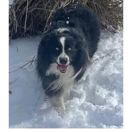 Australian Shepherd puppies from KSH Aussie Haven